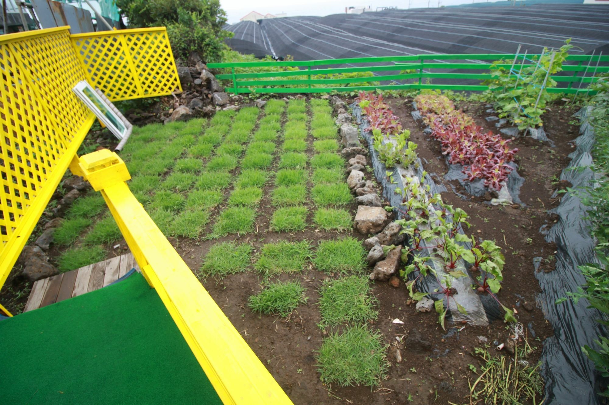 Jeju Sunflower Pension Seogwipo Esterno foto